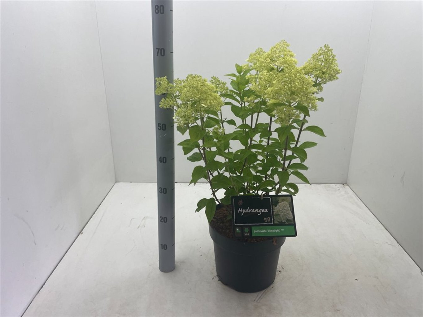 Hydrangea pan. 'Limelight' - C7,5